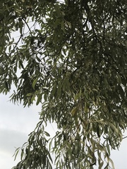 Elaeagnus angustifolia