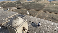 Columba livia domestica