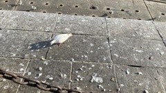 Columba livia domestica