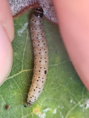 Anacampsis populella