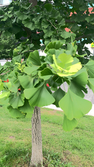 Ginkgo biloba