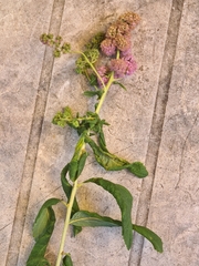 Brachycaudus spiraeae