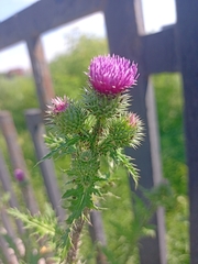 Carduus acanthoides