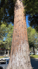 Sequoioideae