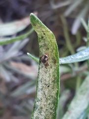 Halticus luteicollis