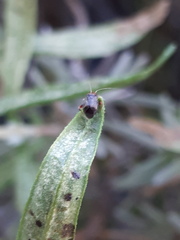 Halticus luteicollis