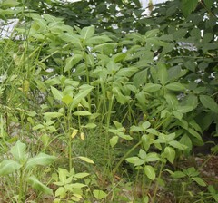Impatiens glandulifera