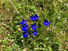 Gentiana bavarica bavarica