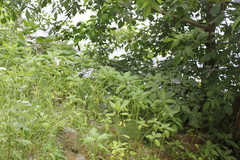 Impatiens glandulifera