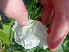 Calystegia sepium
