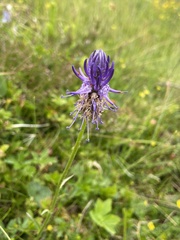 Phyteuma betonicifolium