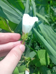Calystegia sepium