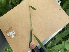 Sphenopholis obtusata