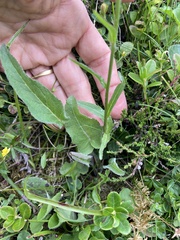Phyteuma betonicifolium
