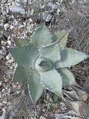 Agave asperrima