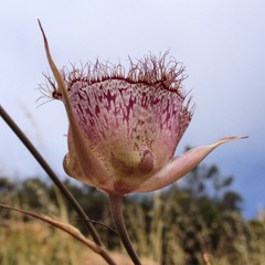 Calochortus fimbriatus