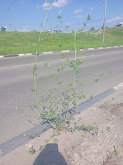 Melilotus albus