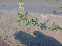 Melilotus albus