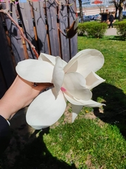 Magnolia