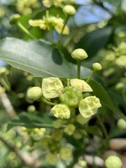 Euonymus carnosus