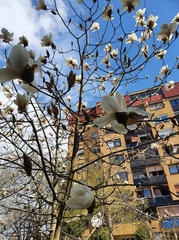 Magnolia