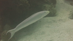 Malacanthus plumieri