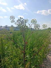 Angelica archangelica