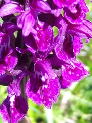 Dactylorhiza lapponica