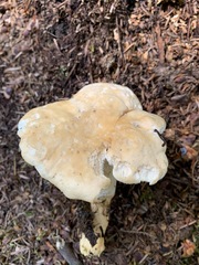 Hydnum washingtonianum