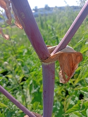 Angelica archangelica