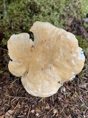 Hydnum washingtonianum