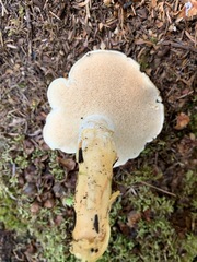 Hydnum washingtonianum
