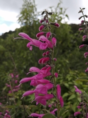 Salvia curviflora