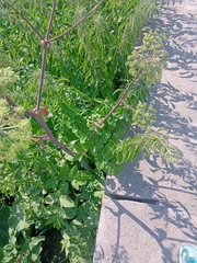 Angelica archangelica