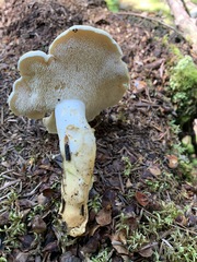 Hydnum washingtonianum