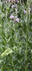 Cirsium arvense
