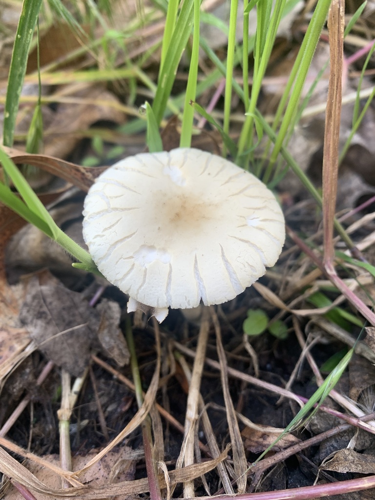 Mulch Maids from O Ave, La Grande, OR, US on June 26, 2022 at 0940 AM