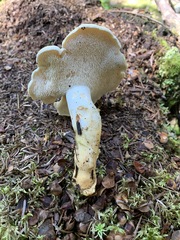 Hydnum washingtonianum