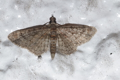 Gymnoscelis rufifasciata