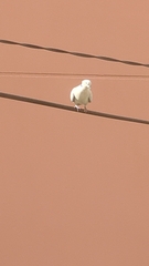 Streptopelia decaocto