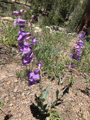 Penstemon secundiflorus