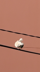 Streptopelia decaocto