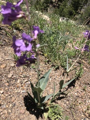Penstemon secundiflorus