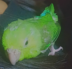 Forpus