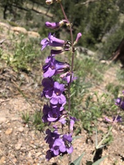 Penstemon secundiflorus