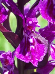 Dactylorhiza lapponica