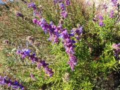 Trichostema lanatum