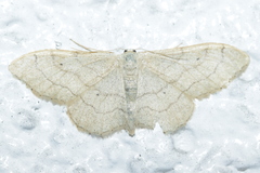Idaea aversata
