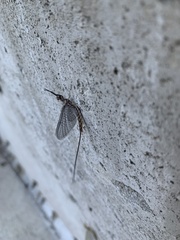 Hexagenia