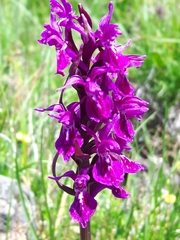 Dactylorhiza lapponica